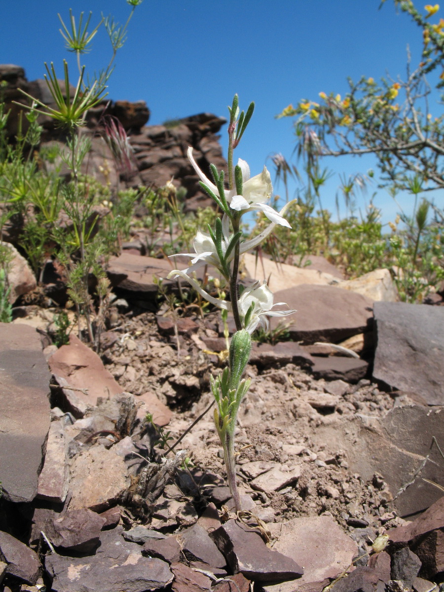 Image of Delphinium rugulosum specimen.