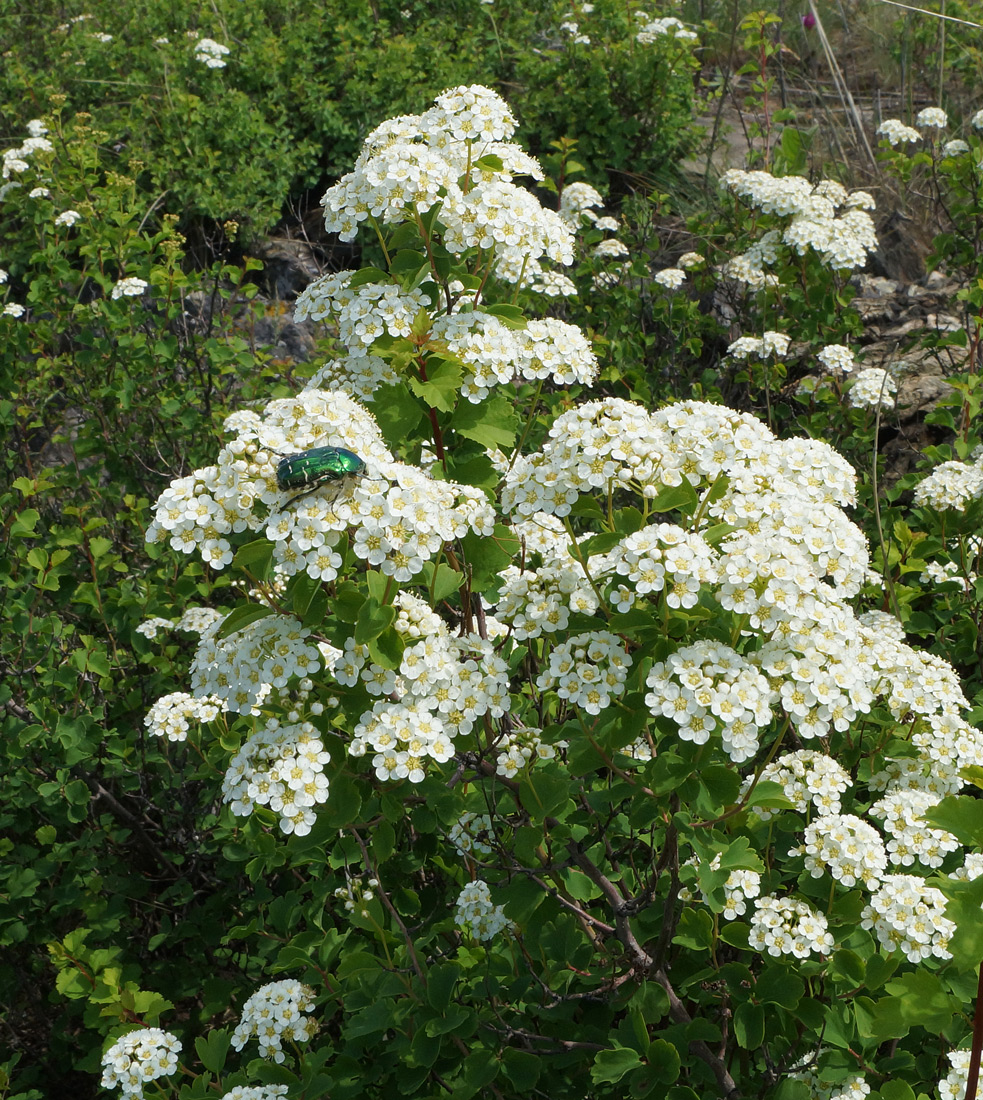 Image of Spiraea trilobata specimen.