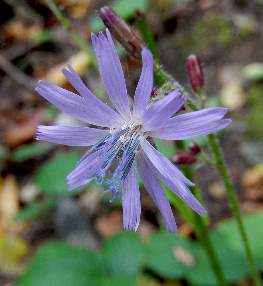 Image of Cicerbita petiolata specimen.