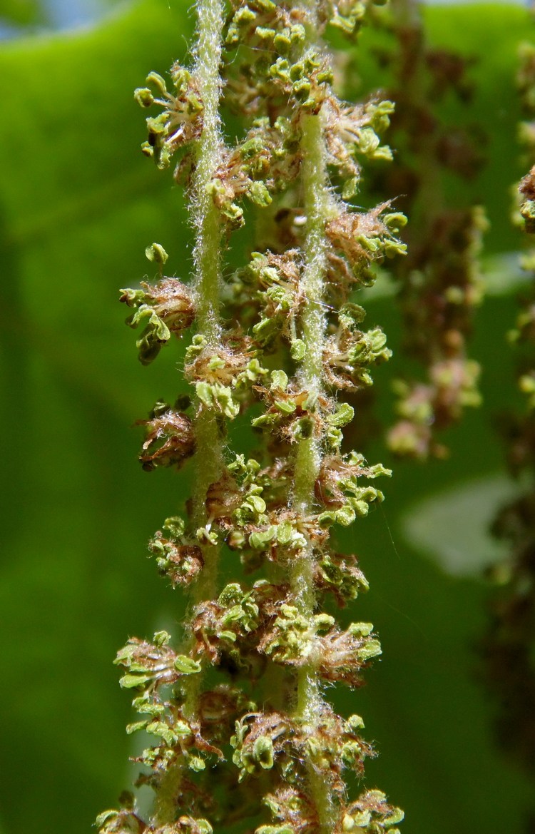 Image of Quercus pubescens specimen.