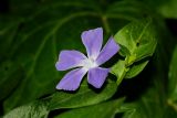 Vinca major