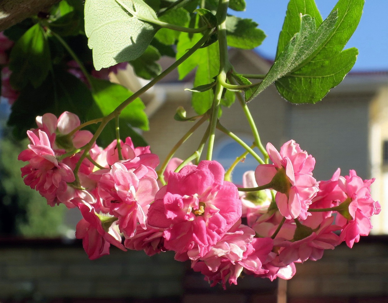 Image of Crataegus &times; media specimen.