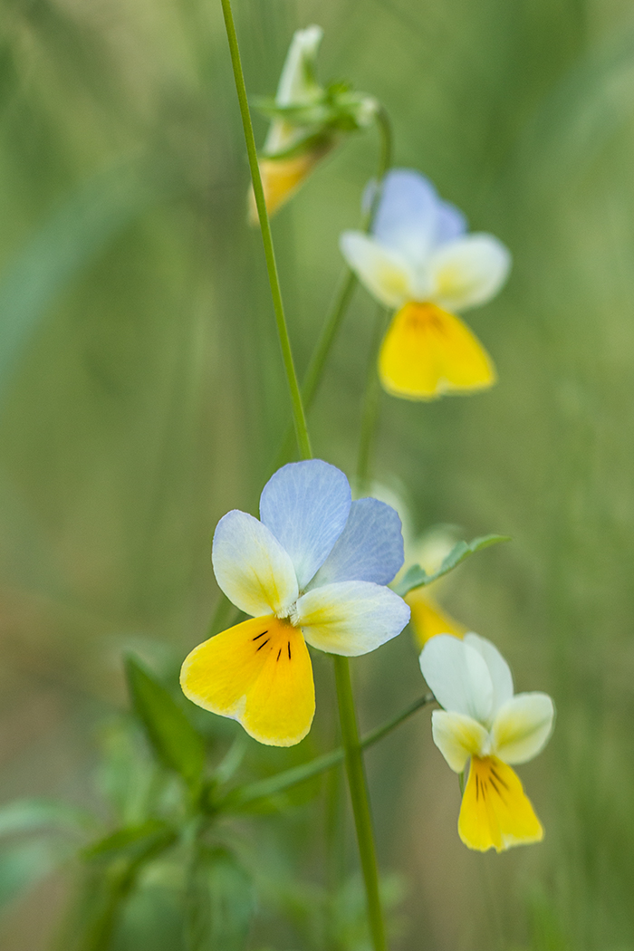 Изображение особи Viola tricolor.