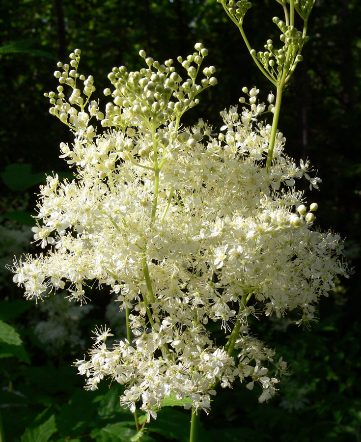 Image of Filipendula ulmaria specimen.