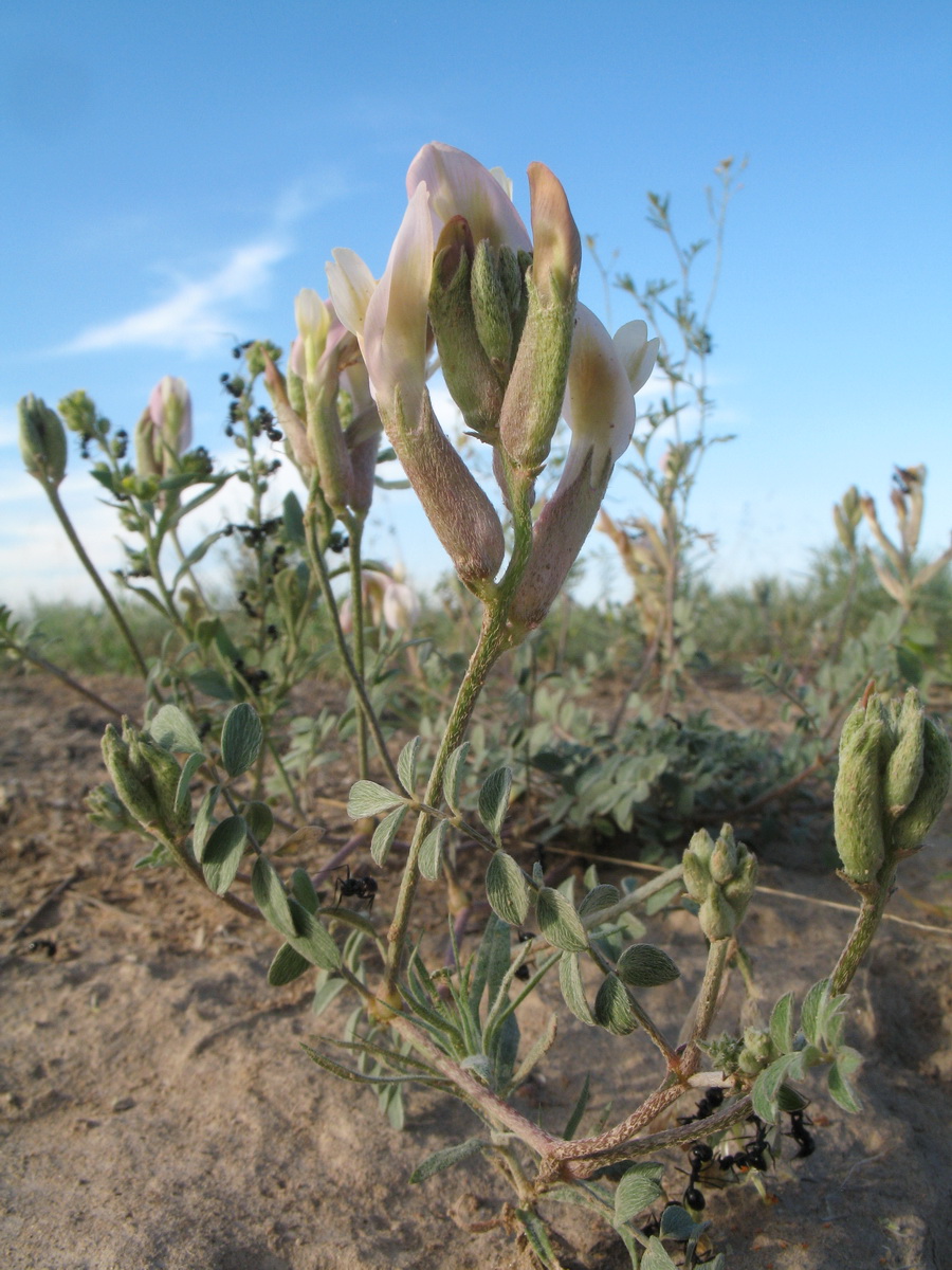 Image of genus Astragalus specimen.