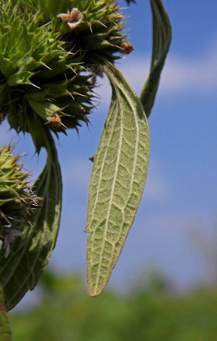 Изображение особи Chaiturus marrubiastrum.