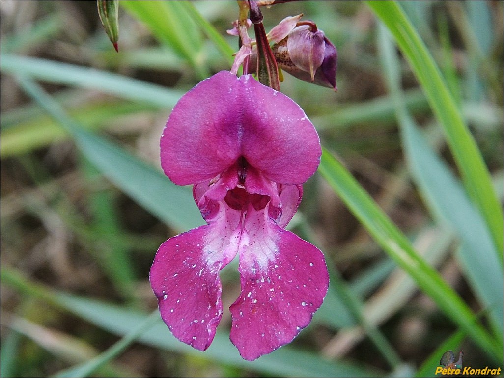 Изображение особи Impatiens glandulifera.