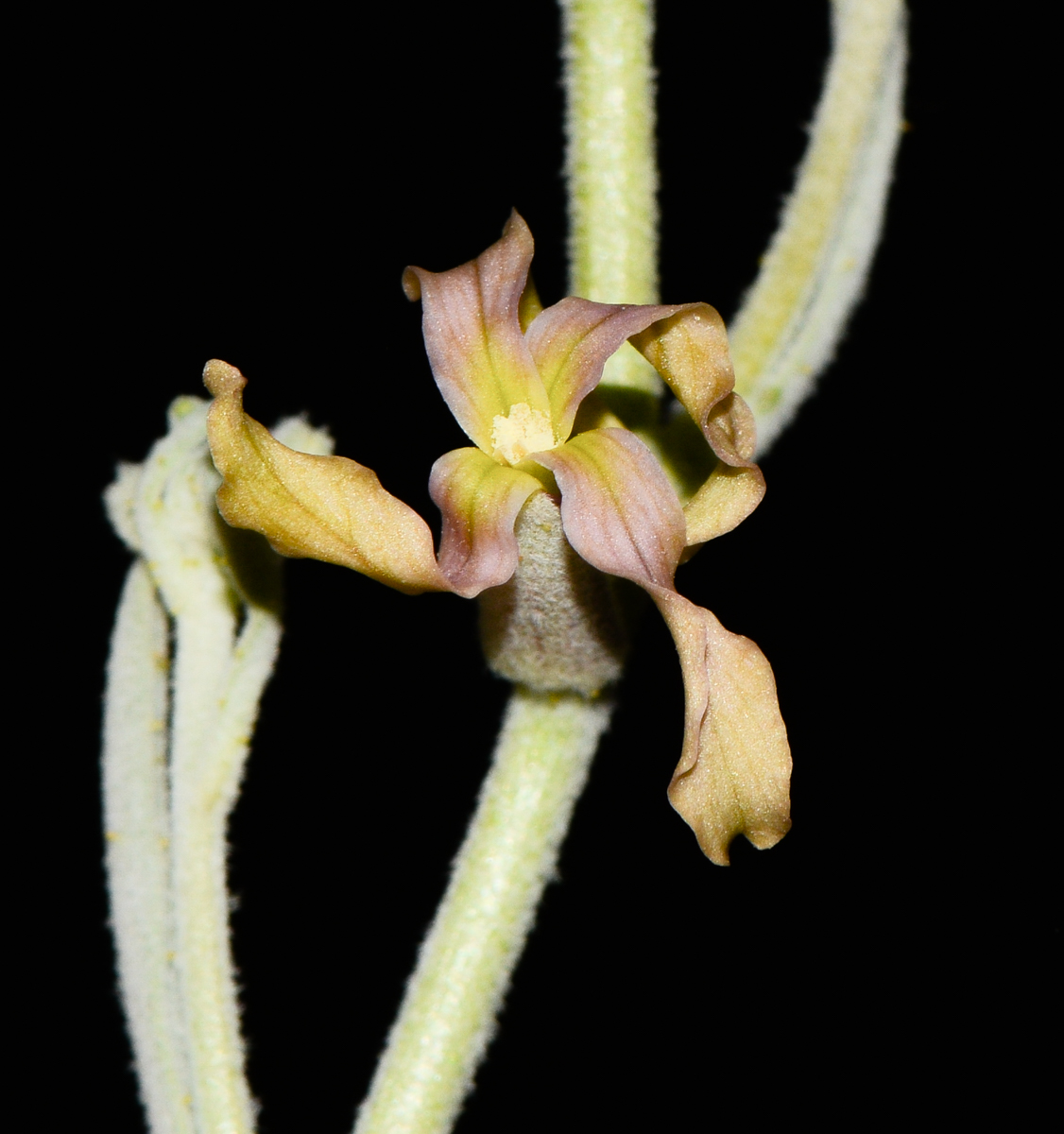 Image of Matthiola arabica specimen.