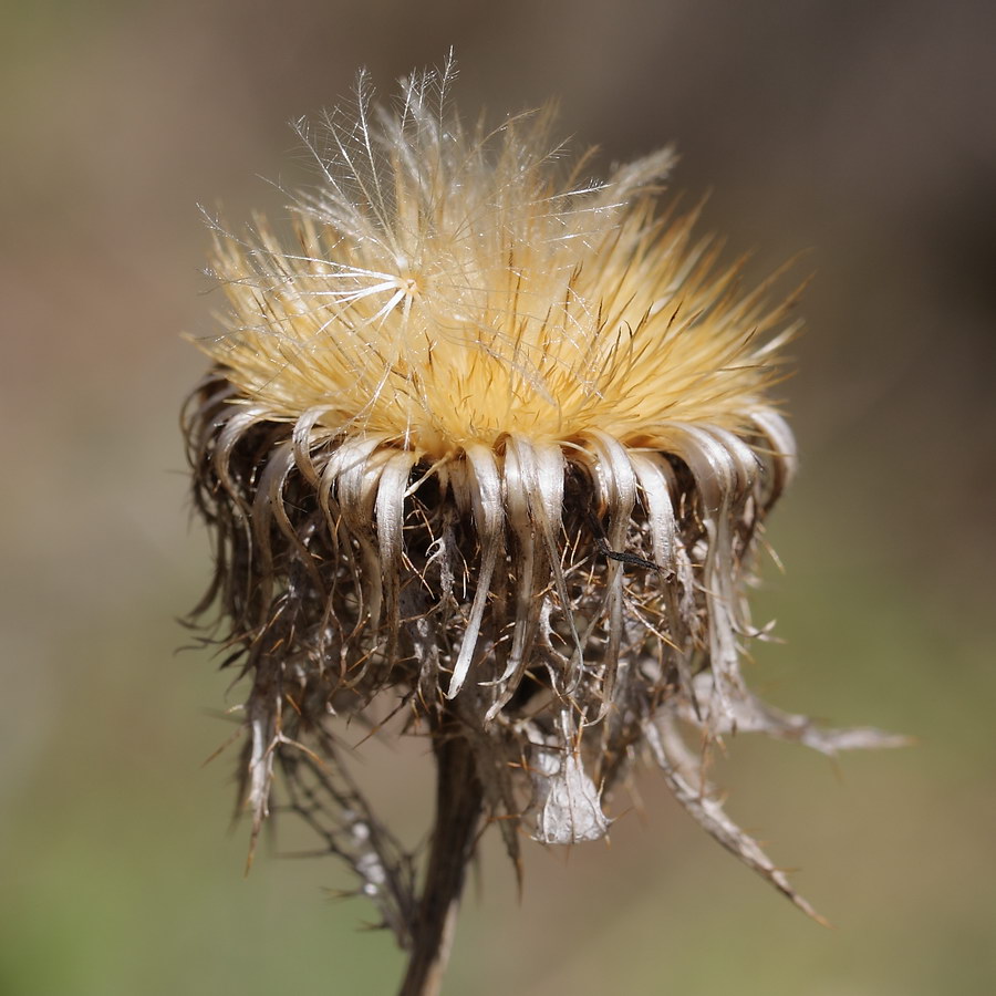 Изображение особи Carlina fennica.