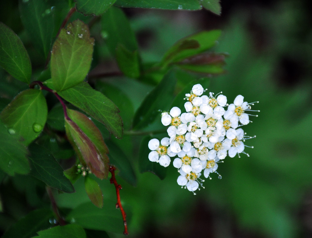 Image of Spiraea flexuosa specimen.