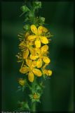 Agrimonia eupatoria. Часть соцветия с цветками и бутонами. Республика Татарстан, Волжско-Камский заповедник, 23.07.2008.