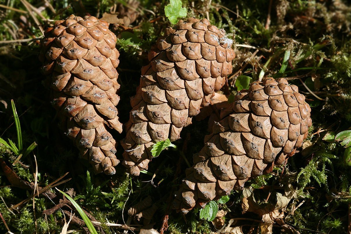 Image of Pinus nigra specimen.