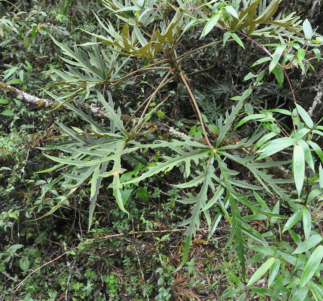 Image of genus Oreopanax specimen.