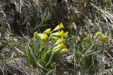 Primula macrocalyx. Цветущее растение. Кабардино-Балкария, Эльбрусский р-н, склон г. Чегет. 21.05.2009.