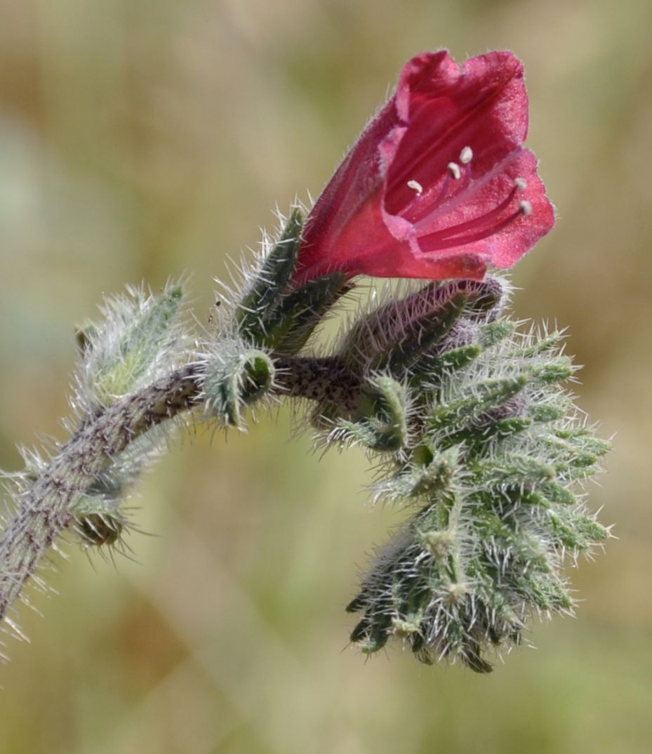 Image of Echium angustifolium specimen.