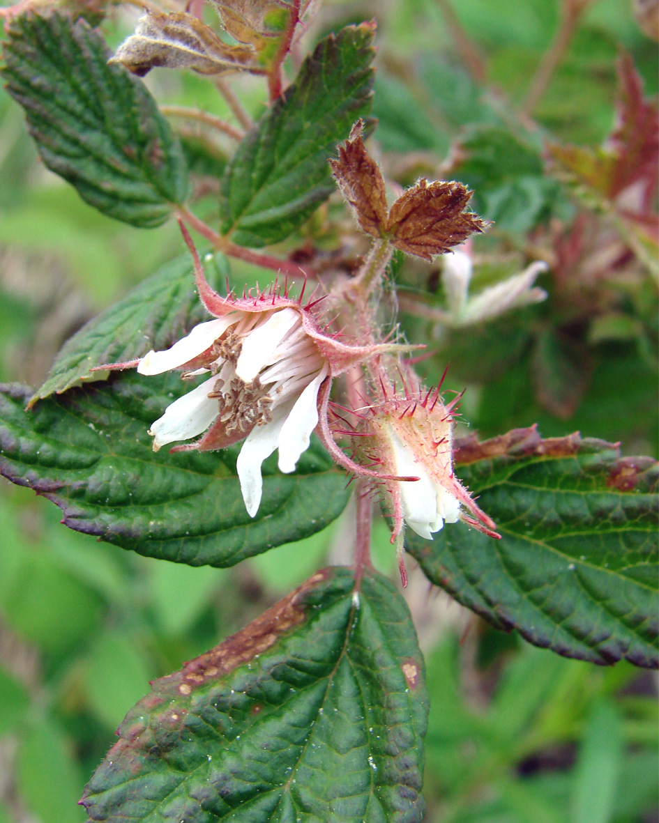 Изображение особи Rubus matsumuranus.