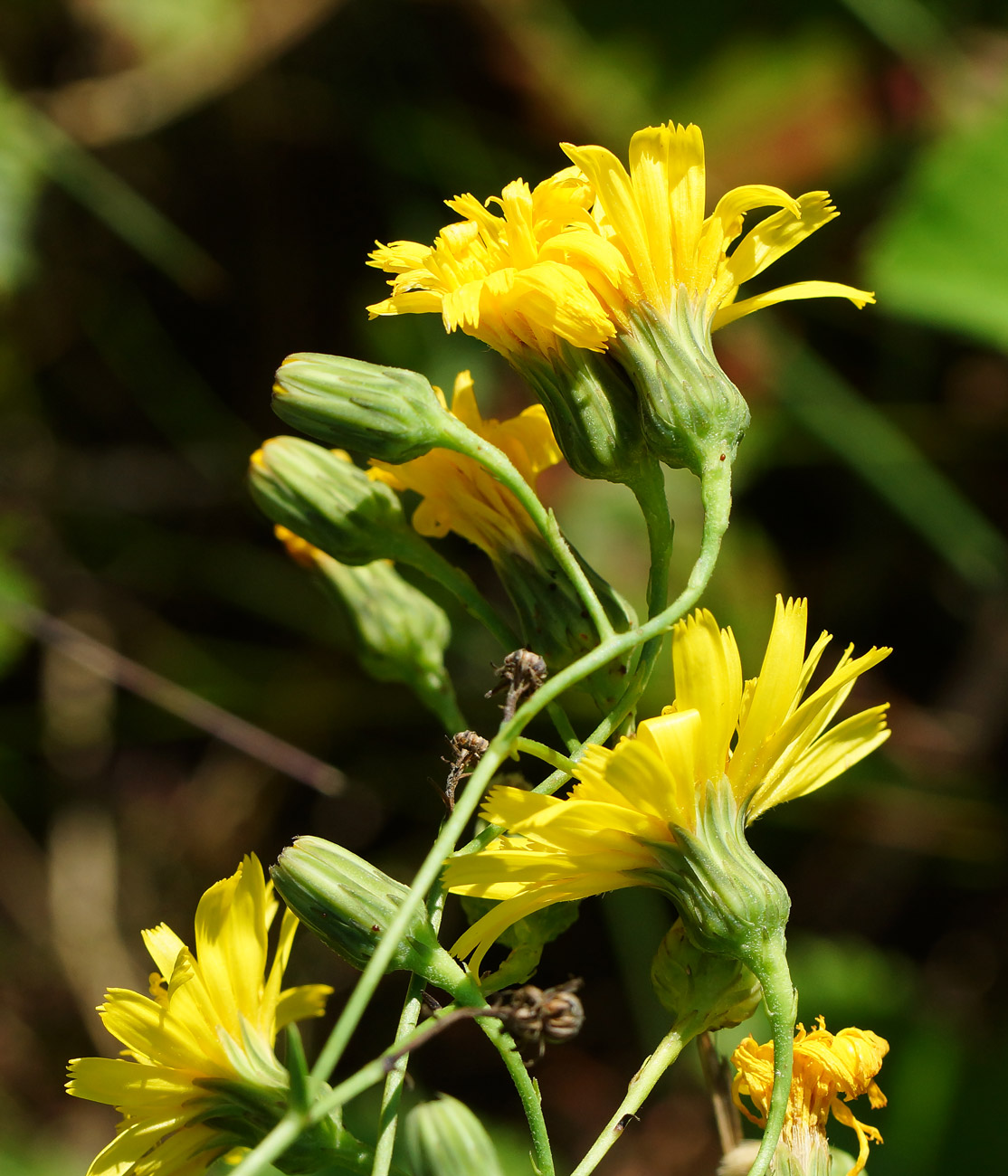 Изображение особи Hieracium robustum.