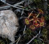 Drosera rotundifolia. Вегетирующее растение. Пермский край, Краснокамский р-н, сосново-пушицево-кустарничково-сфагновое болото. 17.06.2018.