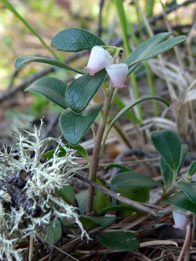 Image of Arctostaphylos uva-ursi specimen.