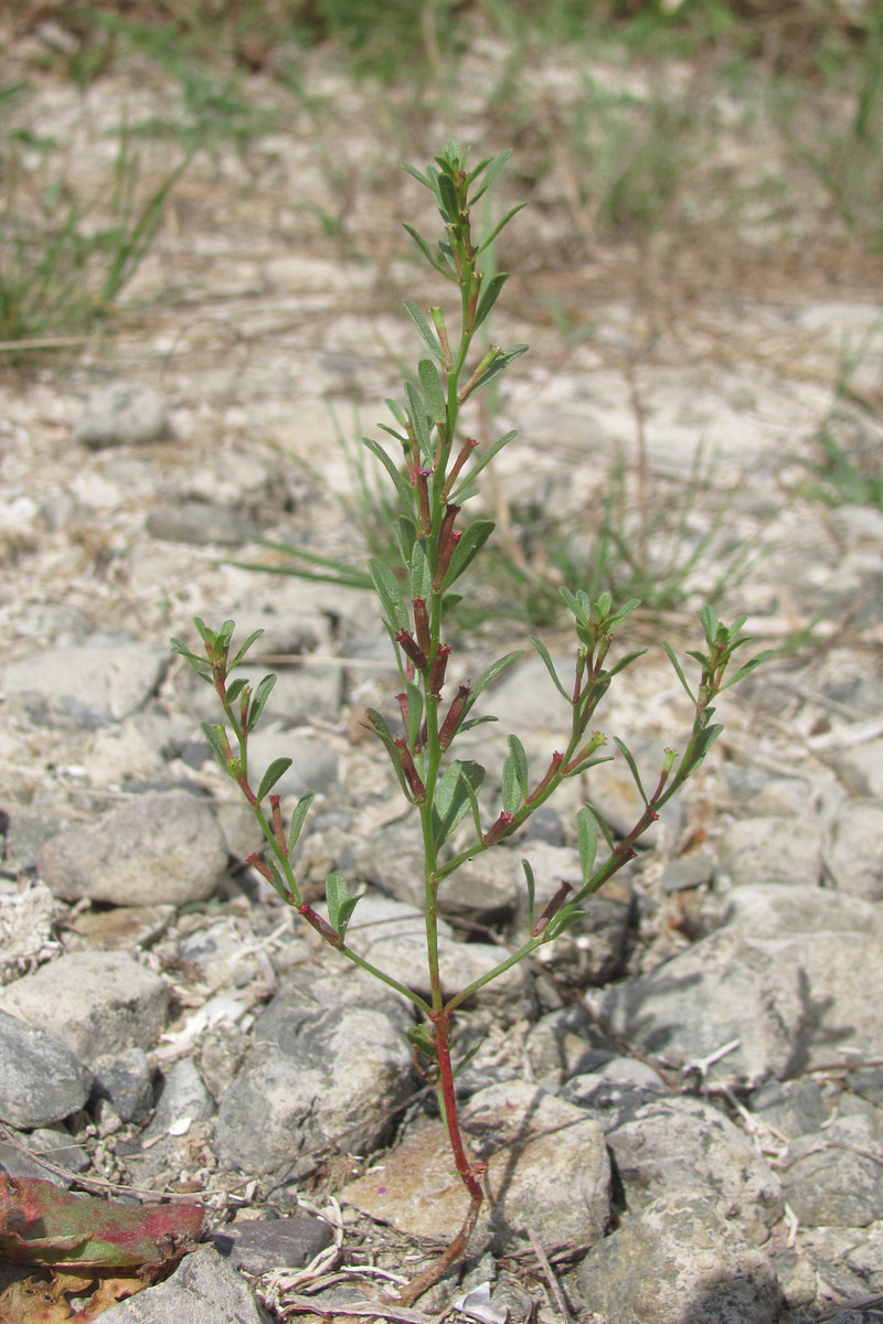 Image of Lythrum tribracteatum specimen.