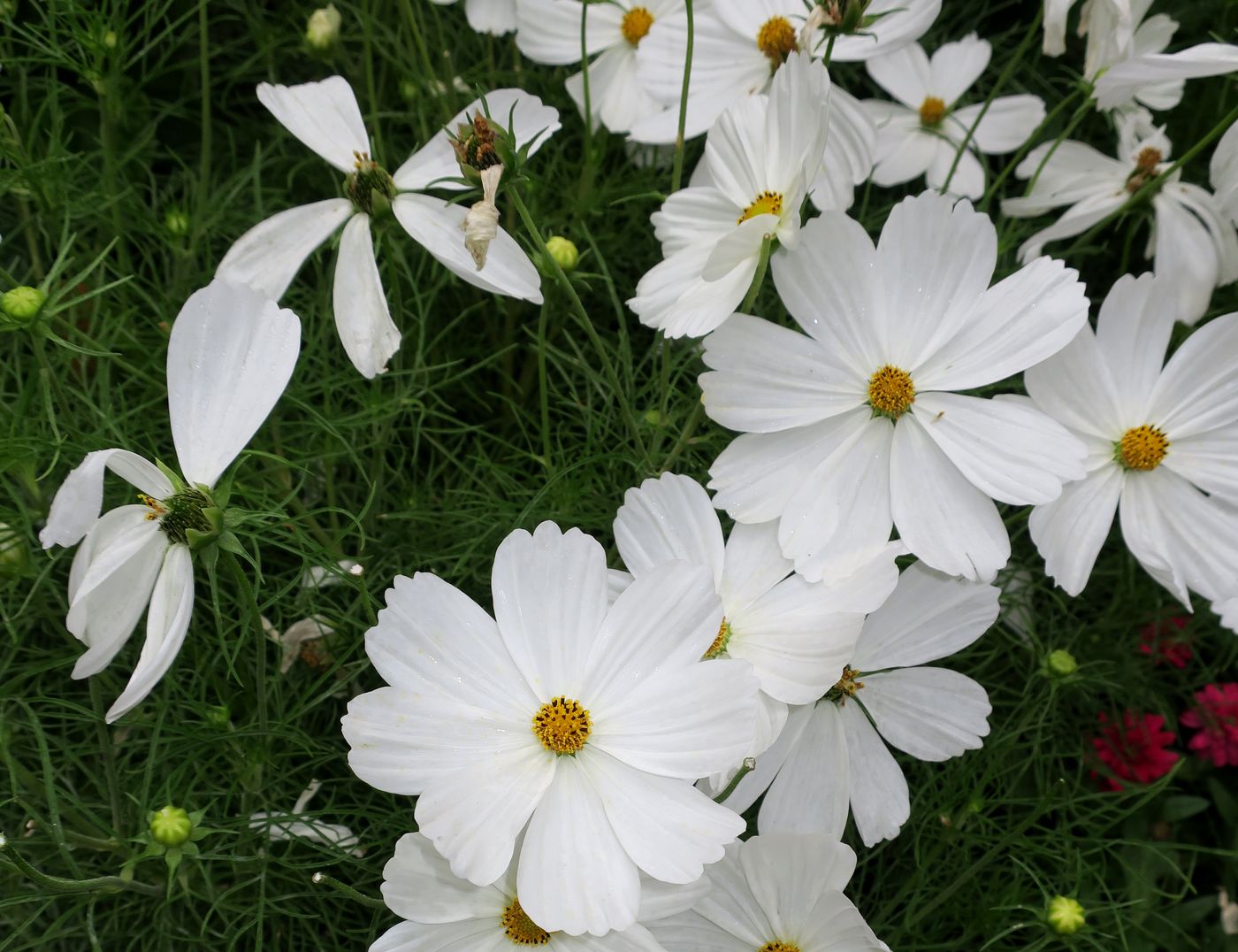 Image of Cosmos bipinnatus specimen.