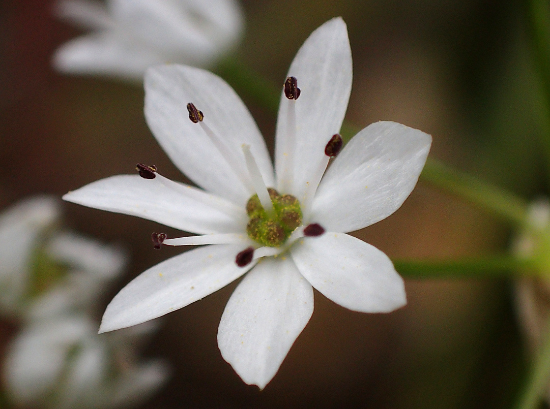 Image of Allium subhirsutum specimen.