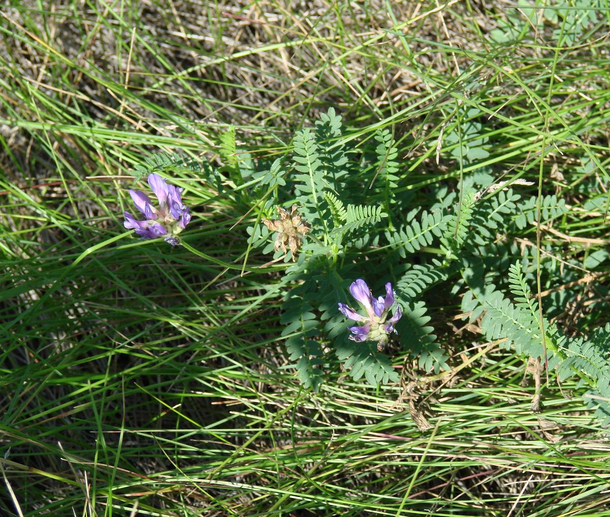 Image of Astragalus adsurgens specimen.