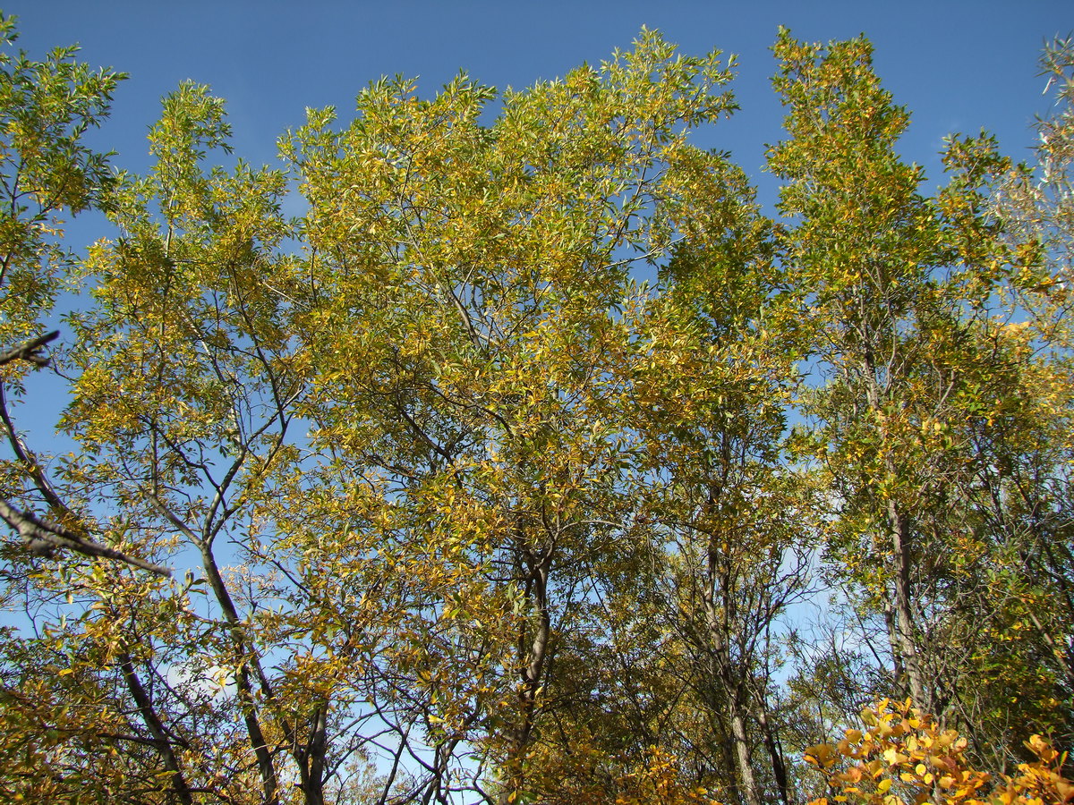 Изображение особи Salix udensis.