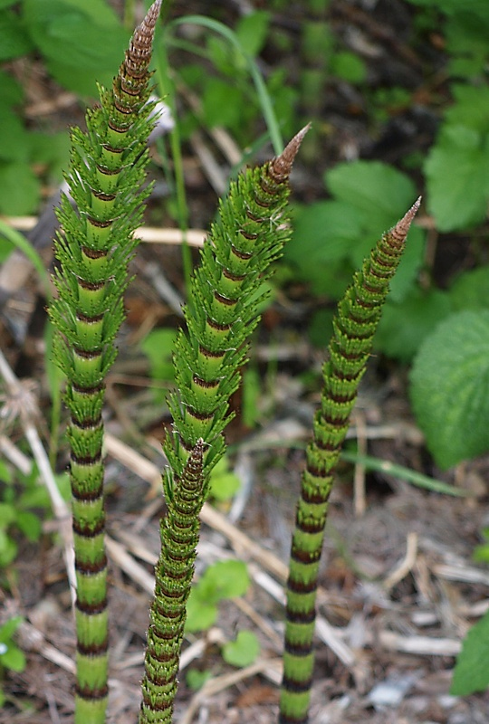 Image of Equisetum telmateia specimen.