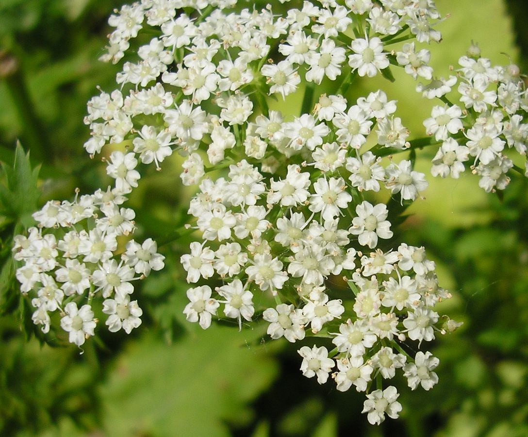 Изображение особи Berula erecta.