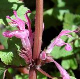 Lamium garganicum. Часть соцветия. Республика Кипр, Троодос (Τρόοδος), окр. с. Продромос (Πρόδρομος), ≈ 1200 м н.у.м., сложенный из камня забор фруктового сада. 10.03.2019.