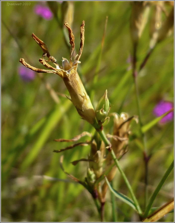 Image of Dianthus deltoides specimen.