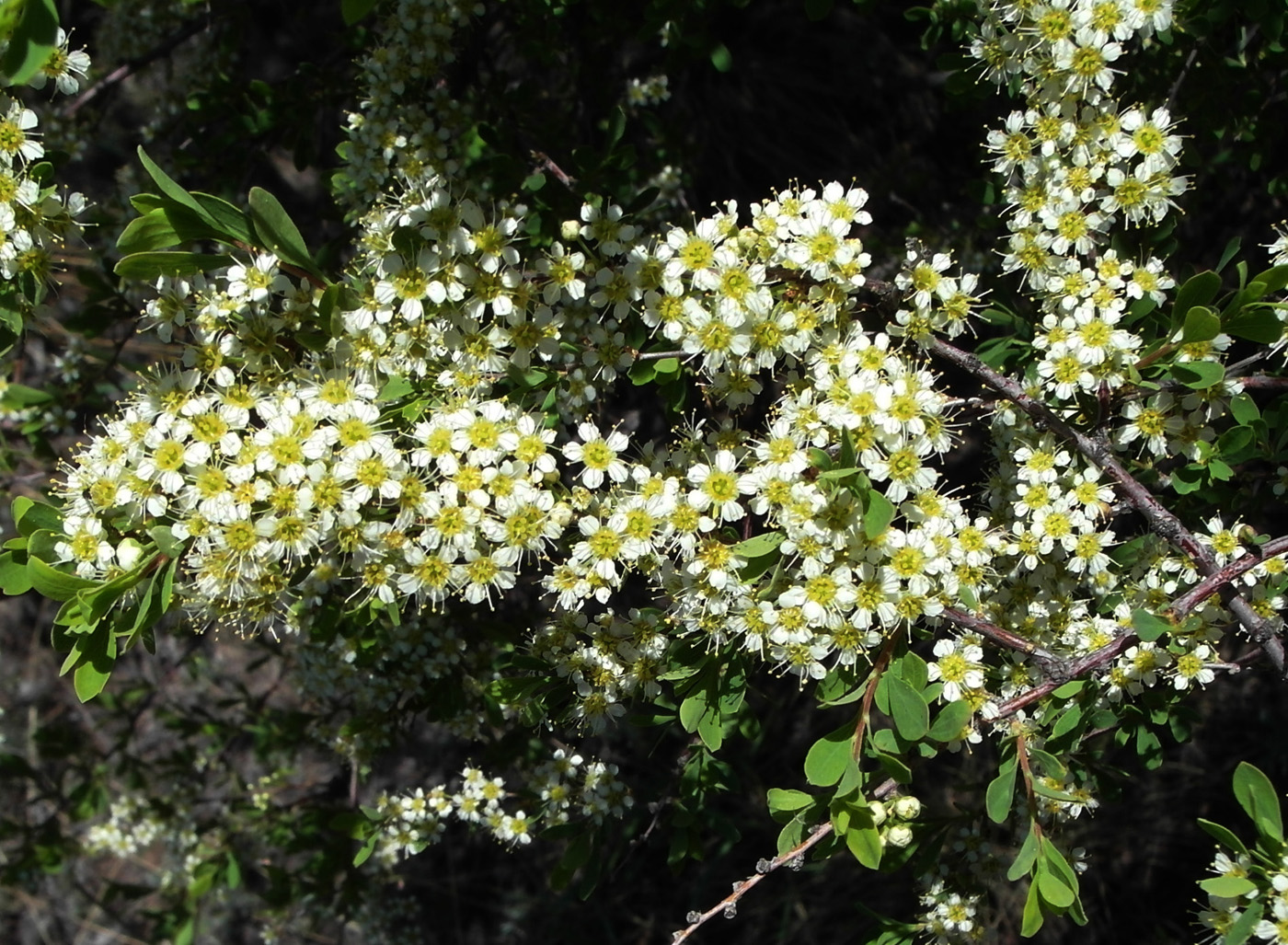 Изображение особи Spiraea hypericifolia.