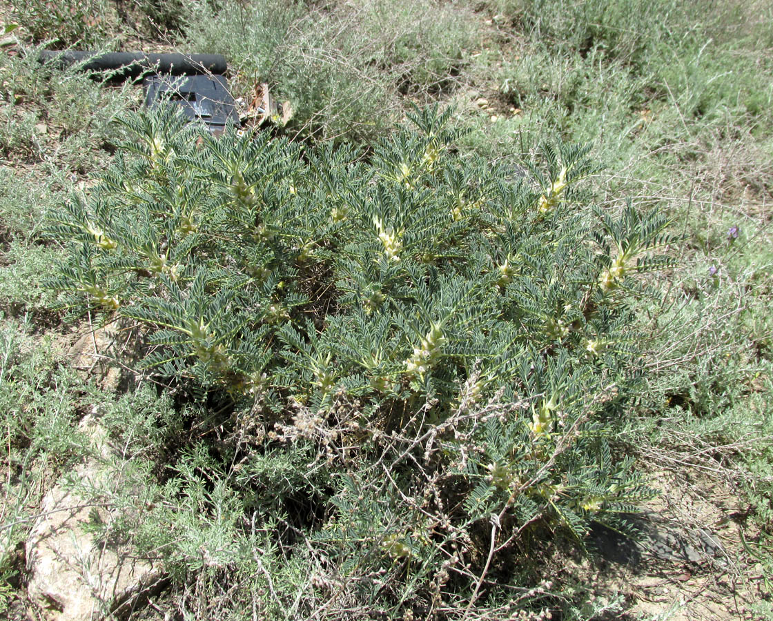 Image of Astragalus denudatus specimen.