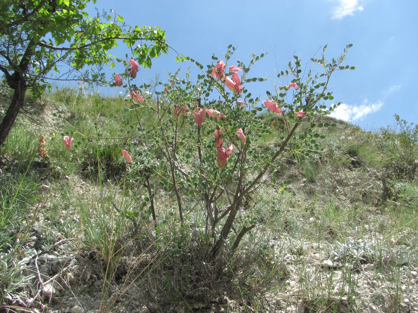 Image of Colutea orientalis specimen.