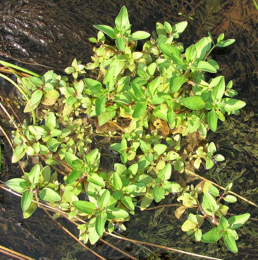 Image of Veronica beccabunga specimen.