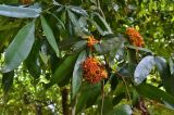 Смотреть изображение род Combretum