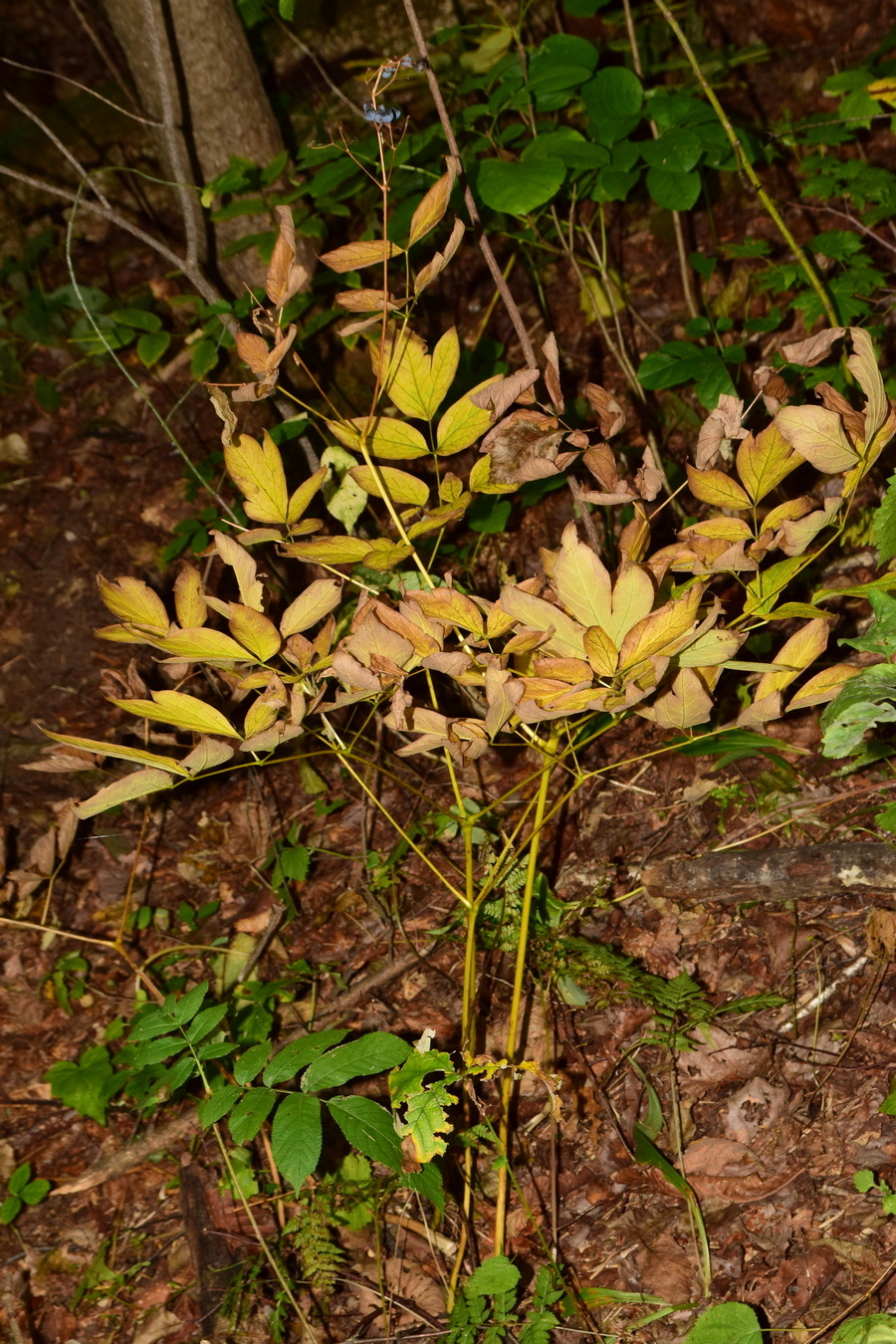 Изображение особи Caulophyllum robustum.