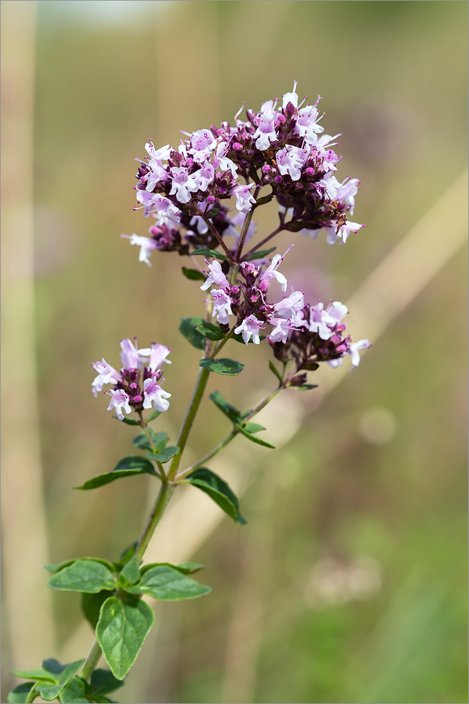 Image of Origanum vulgare specimen.