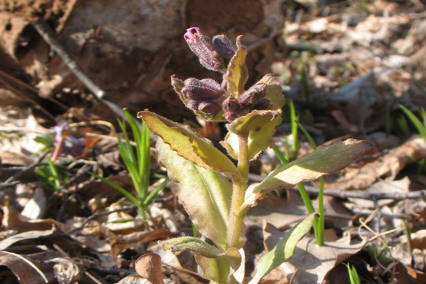 Image of Pulmonaria obscura specimen.