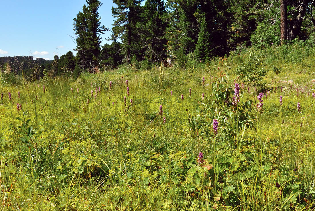 Image of Dactylorhiza sibirica specimen.