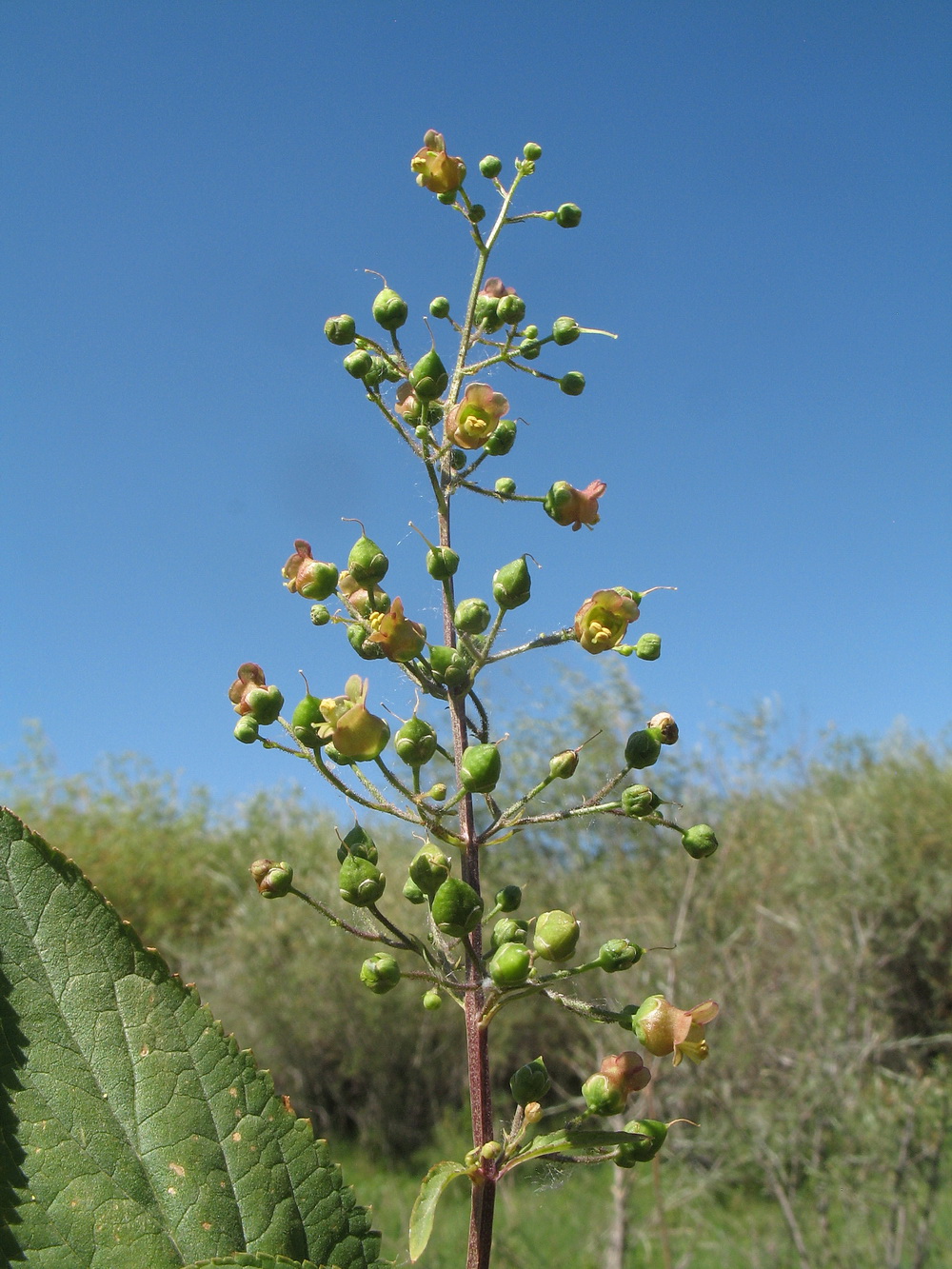 Image of Scrophularia umbrosa specimen.