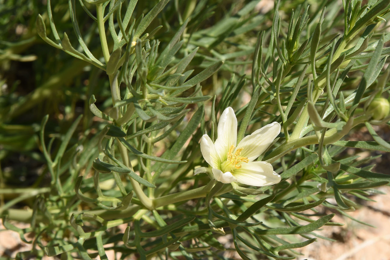 Image of Peganum harmala specimen.