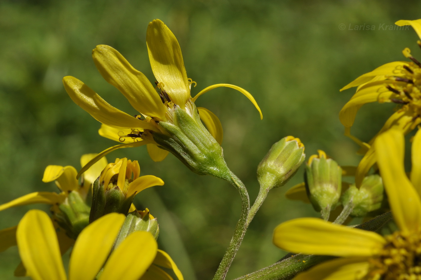 Image of Ligularia jaluensis specimen.