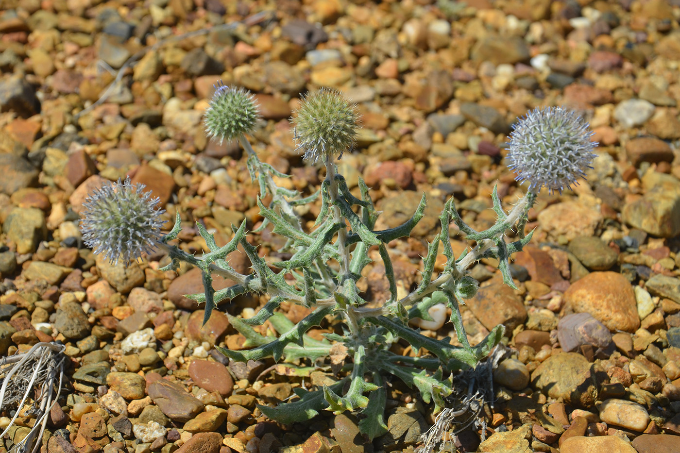 Image of Echinops nanus specimen.