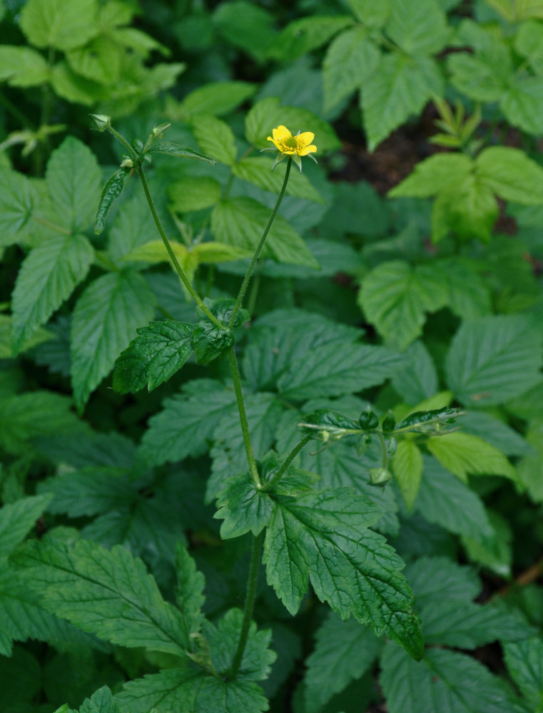 Image of Geum urbanum specimen.