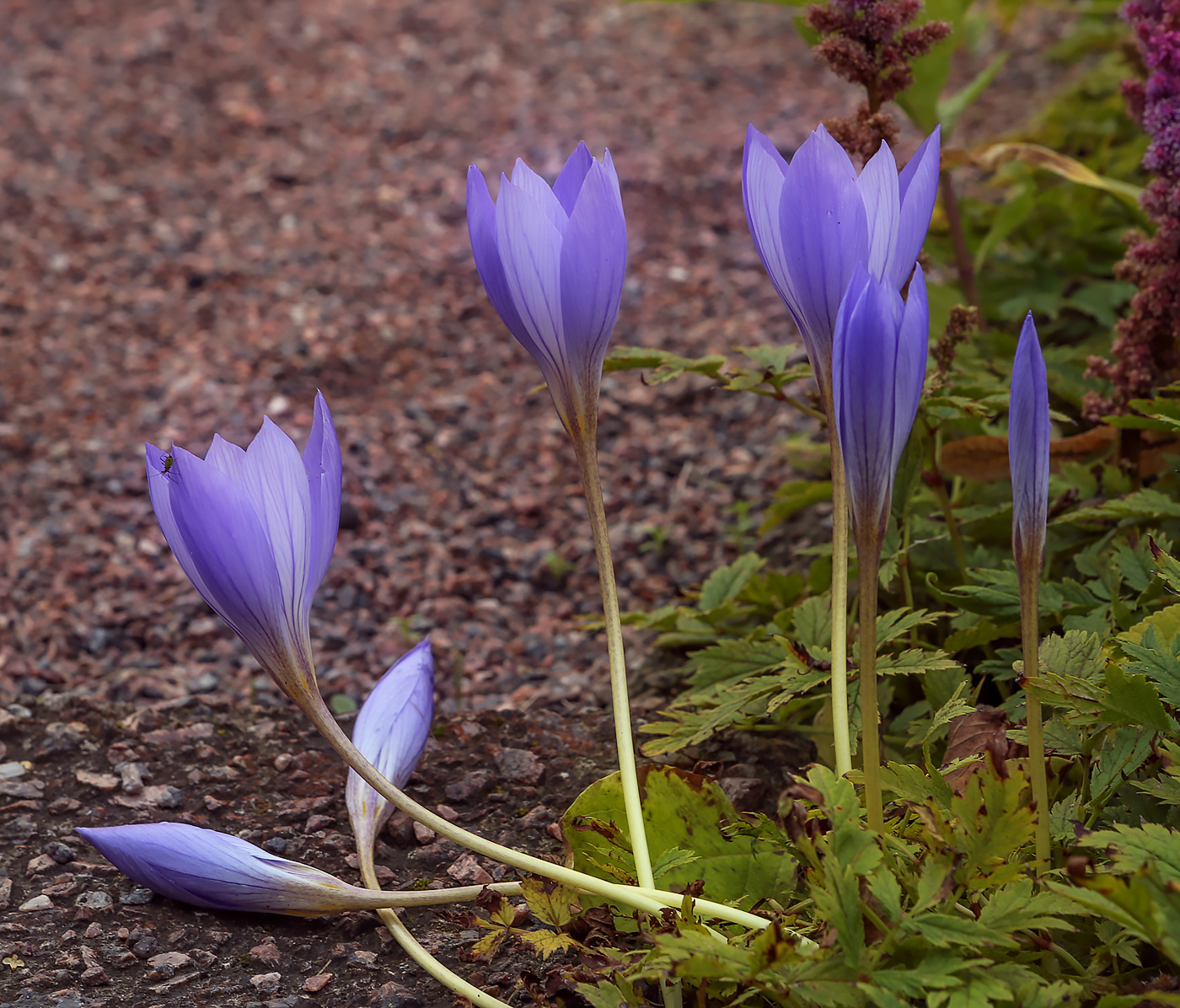 Изображение особи Crocus speciosus.