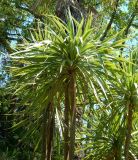 Cordyline australis