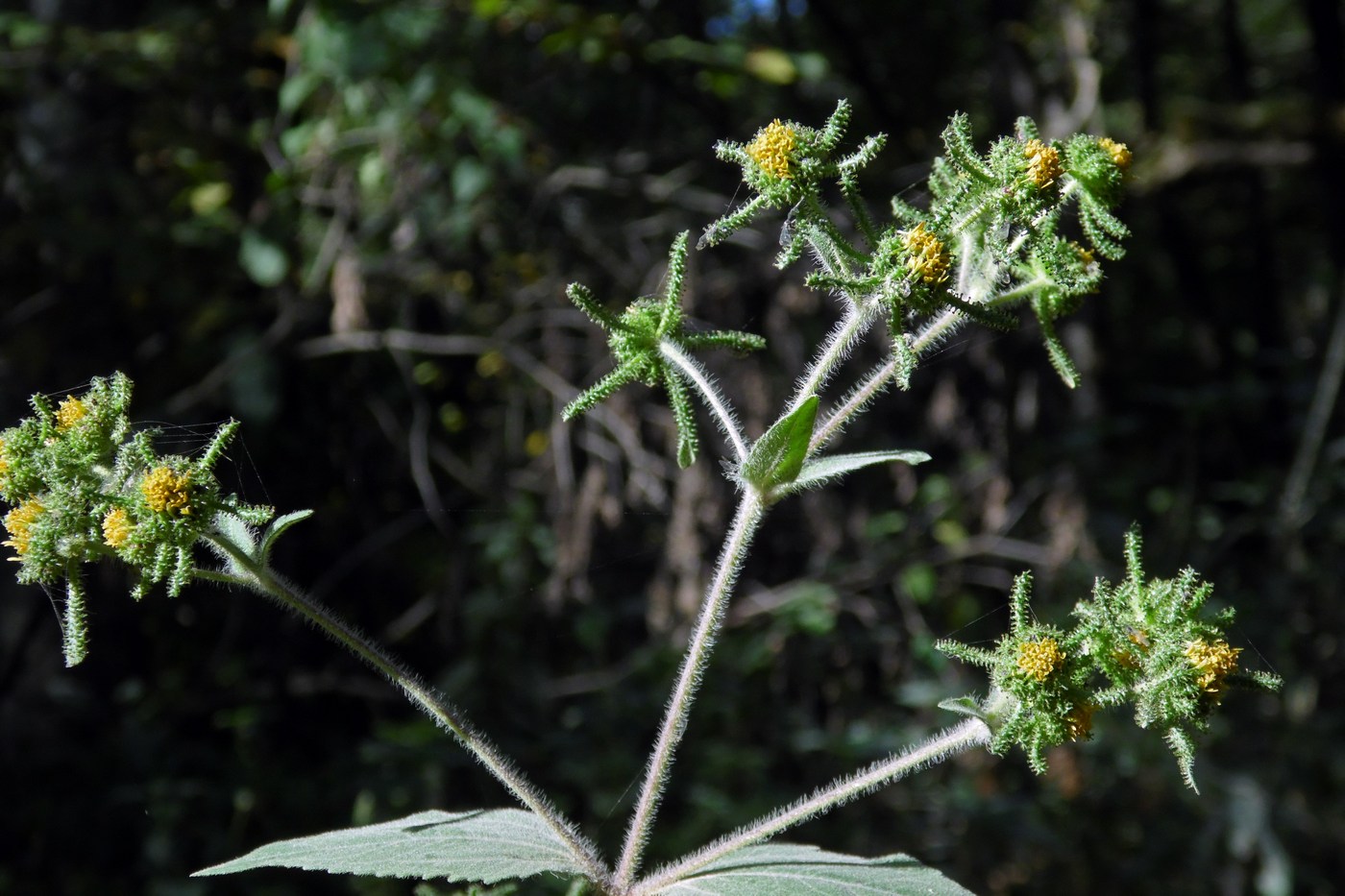 Image of Sigesbeckia orientalis specimen.