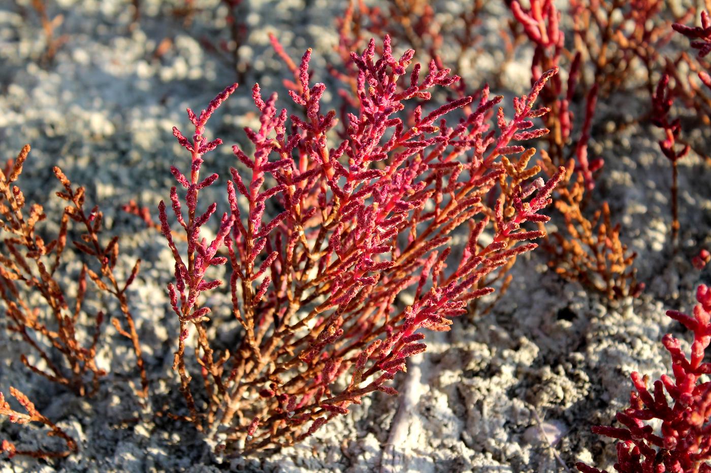 Изображение особи Salicornia perennans.